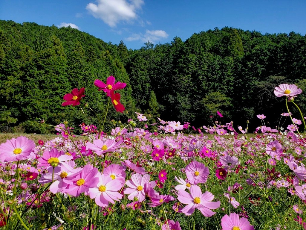21年版 秋の絶景 関西のコスモスの名所 見頃 アクセスを紹介 Recotrip レコトリップ