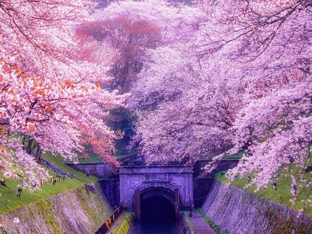 ミニチュア着物　赤紫 ② 牡丹 桜