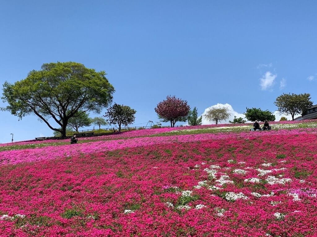 22年 北海道 東北 関東の芝桜おすすめスポット23選 見頃や開花情報も Recotrip レコトリップ