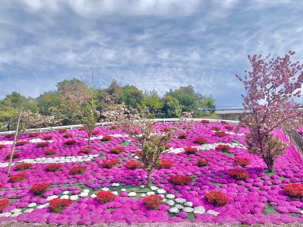 芝桜オーダーページ 3/12】芝桜80ポットセット、本店でも販売開始！ | 八進緑産株式会社