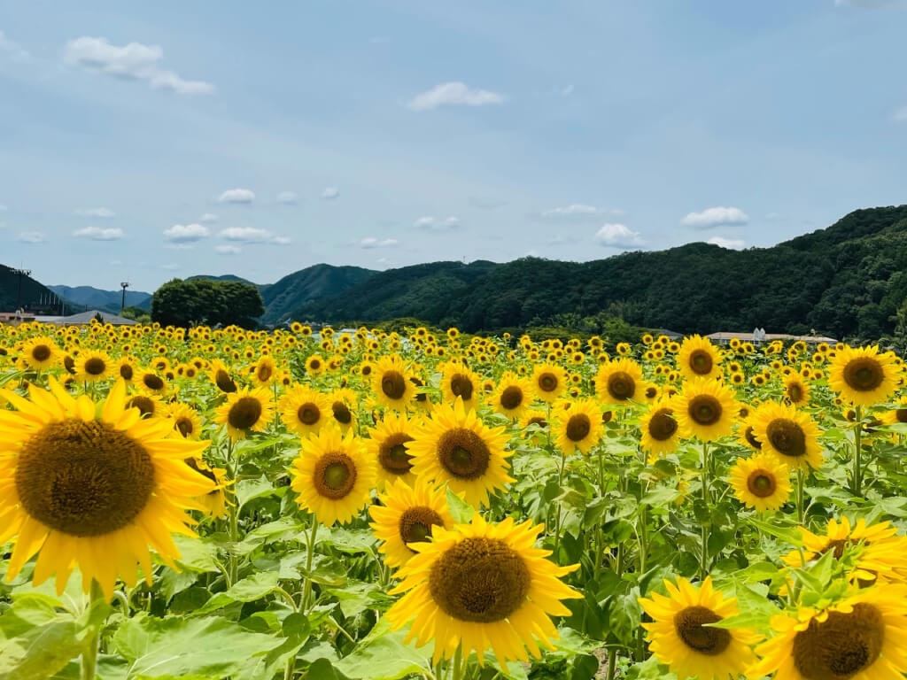 22年 全国のひまわり 向日葵 スポット40選 見頃やイベント情報も Recotrip レコトリップ 22年 全国のひまわり 向日葵 スポット40選 見頃やイベント情報も Recotrip レコトリップ