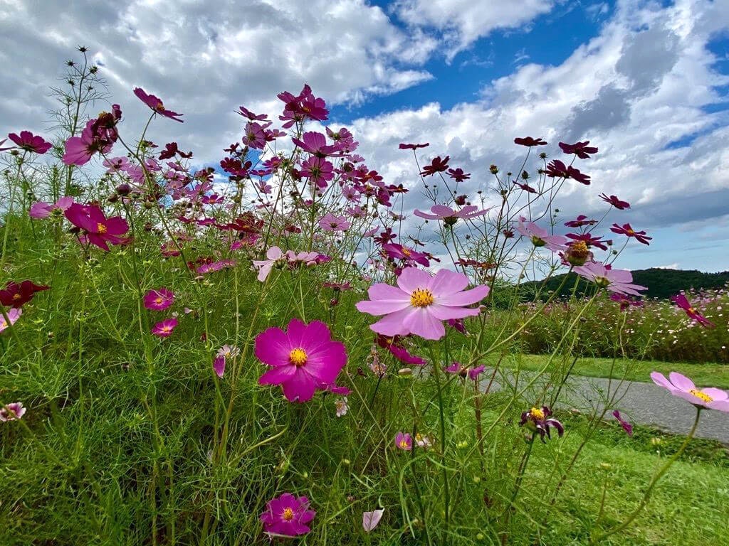 22年 全国でおすすめの秋桜 コスモス スポット38選 家族連れやデートにも Recotrip レコトリップ