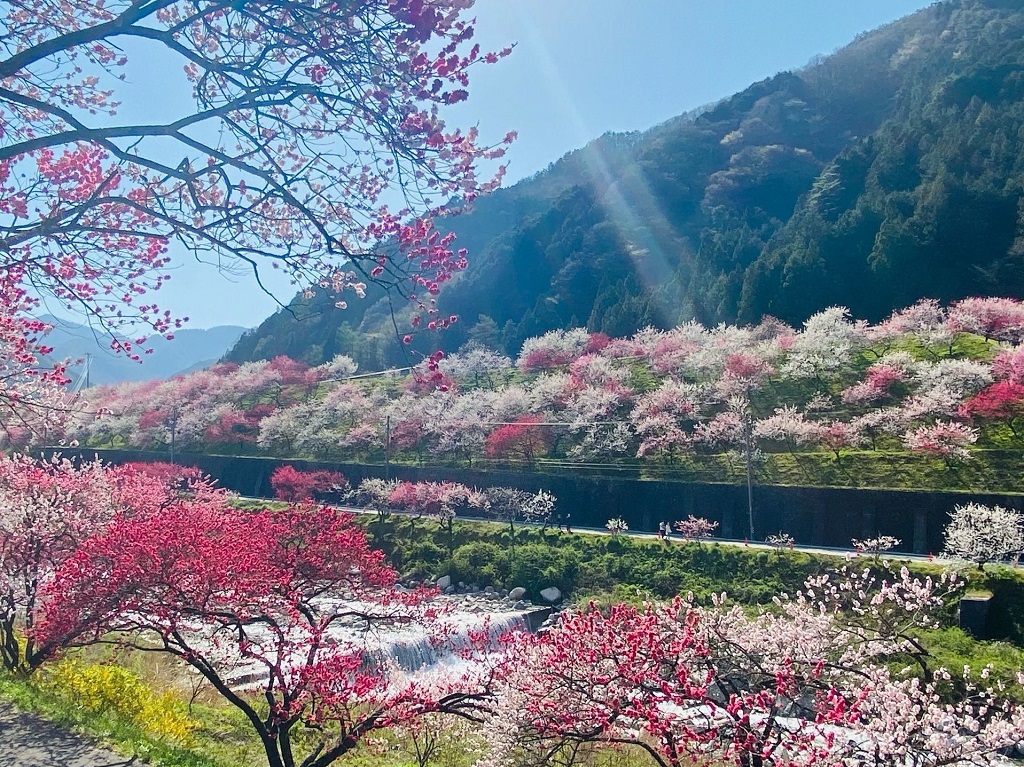 長野 阿智村 花桃の里 へ 日本一の星空も楽しめる桃源郷へ出かけよう Recotrip レコトリップ