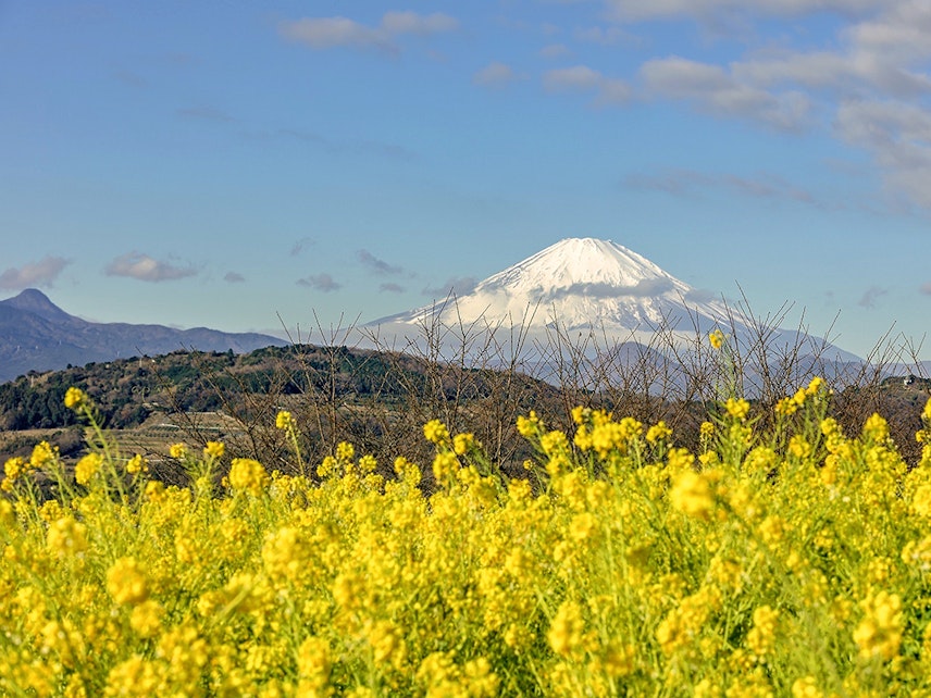 神奈川屈指の360度絶景 二宮 吾妻山公園 の菜の花と富士山のコラボは圧巻 Recotrip レコトリップ