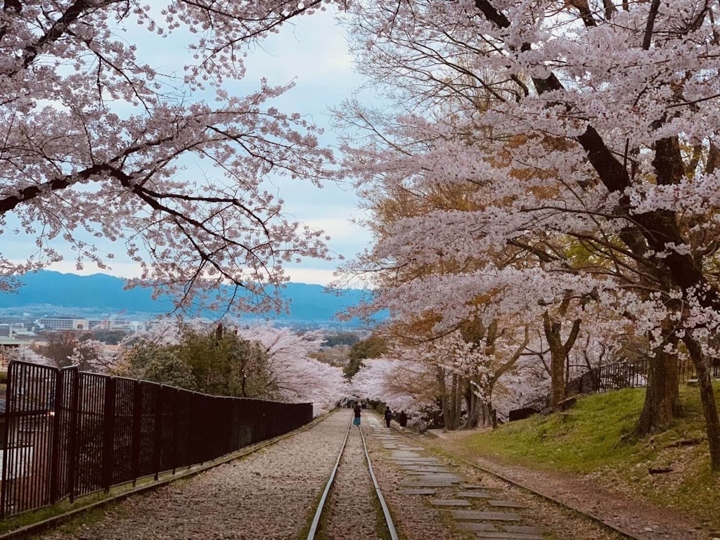 22年 京都府の桜の名所 穴場選 見頃や満開時期はいつ Recotrip レコトリップ