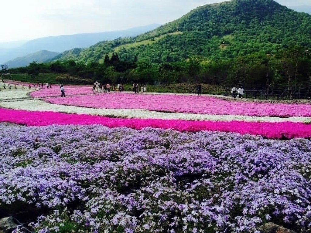 22年 中部 関西地方の芝桜おすすめ名所25選 見頃や開花情報も Recotrip レコトリップ