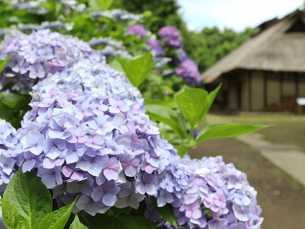 2023年】東京の紫陽花（あじさい）の名所21選《定番スポットから穴場の