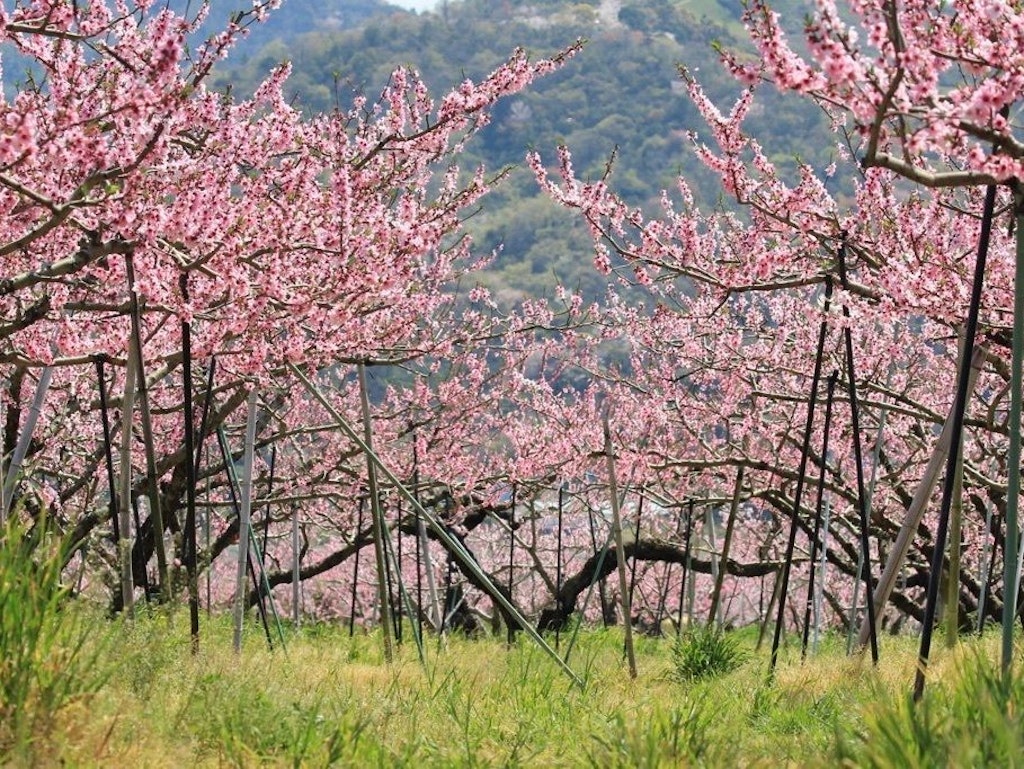 全国版 花桃 桃の花 の名所11選 22年の開花時期や見頃はいつ Recotrip レコトリップ