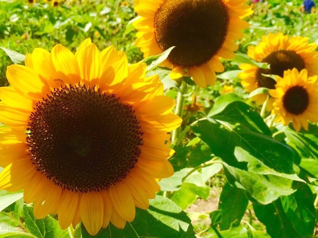 100 品質保証 先行予約 22年 ヒマワリ ひまわり 切花 50本 花 夏 家庭用 観賞用 Fucoa Cl