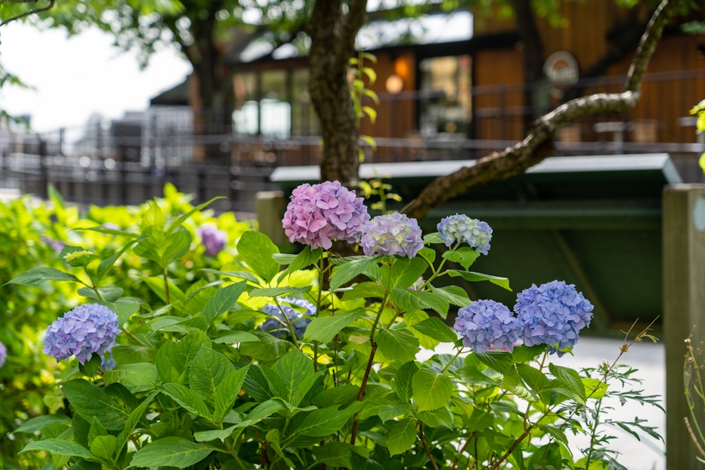 21年版 隅田公園の紫陽花を効率よくまわる歩き方 Recotrip レコトリップ