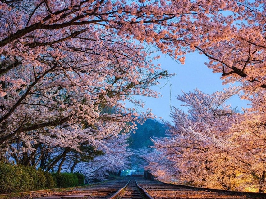 2023年】京都の桜の名所＆おすすめ花見スポット43選《定番スポットから穴場の観光地まで！スポット情報も♪》｜RECOTRIP（レコトリップ）