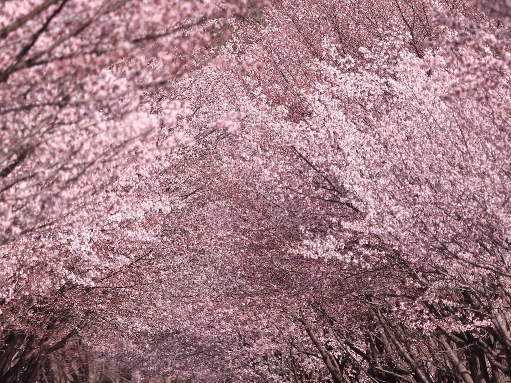 春の絶景特集 後編 Recotoriユーザーがおすすめ 春の絶景12選 Recotrip レコトリップ