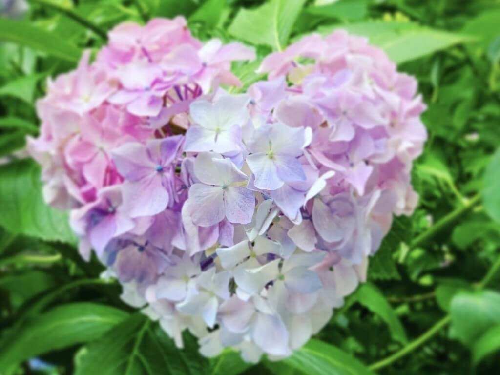 22年 関東の紫陽花 あじさい の名所選 見頃や開花情報も Recotrip レコトリップ 22年 関東の紫陽花 あじさい の名所選 見頃や開花情報も Recotrip レコトリップ