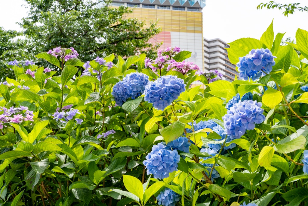 21年版 隅田公園の紫陽花を効率よくまわる歩き方 Recotrip レコトリップ