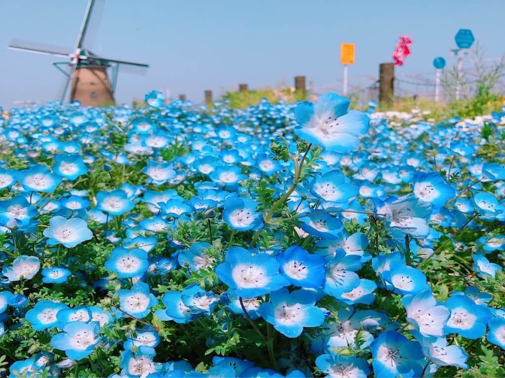 22年 全国のネモフィラの名所 おすすめスポット25選 見頃や開花情報も Recotrip レコトリップ