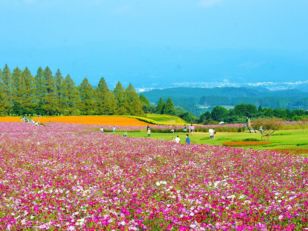 22年 全国でおすすめの秋桜 コスモス スポット38選 家族連れやデートにも Recotrip レコトリップ
