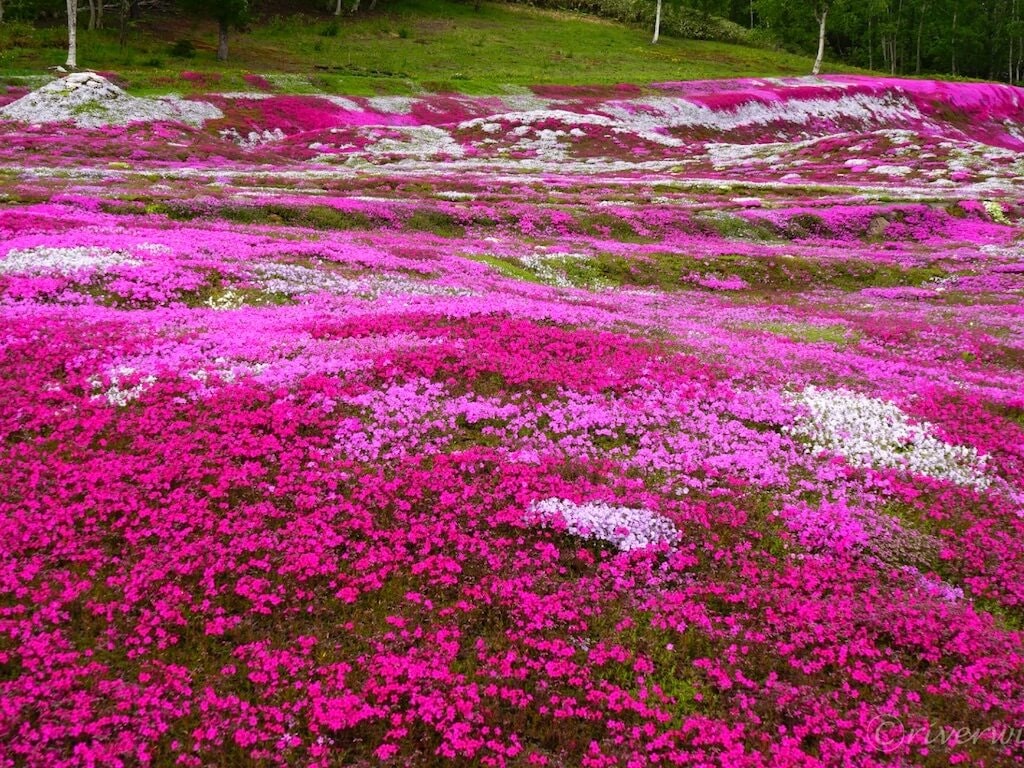 22年 北海道 東北 関東の芝桜おすすめスポット23選 見頃や開花情報も Recotrip レコトリップ