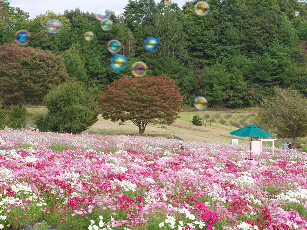 22年 全国でおすすめの秋桜 コスモス スポット38選 家族連れやデートにも Recotrip レコトリップ