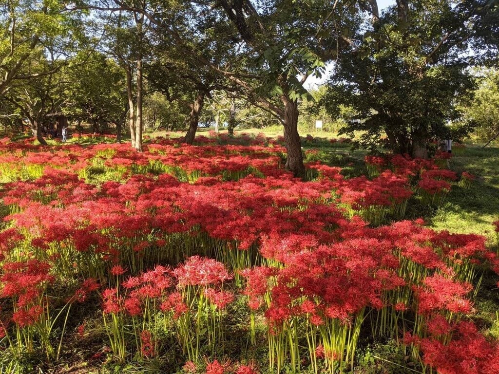22年 全国のおすすめ彼岸花 ヒガンバナ の観光名所 定番から穴場まで Recotrip レコトリップ