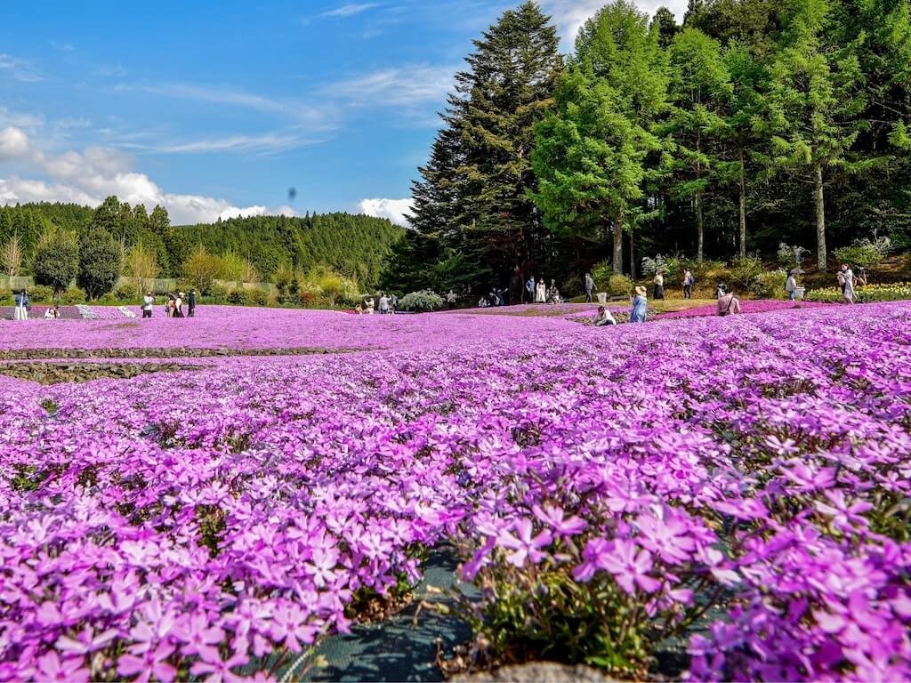 22年 中部 関西地方の芝桜おすすめ名所25選 見頃や開花情報も Recotrip レコトリップ