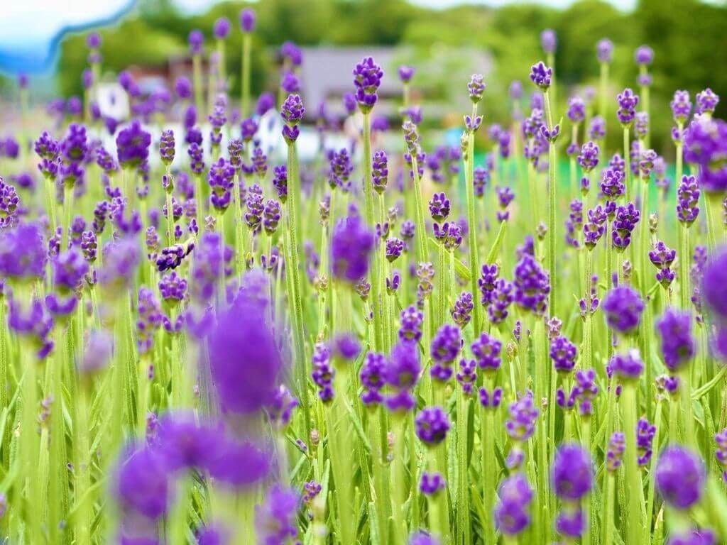 22年 全国の8月におすすめの観光名所40選 定番から穴場まで Recotrip レコトリップ