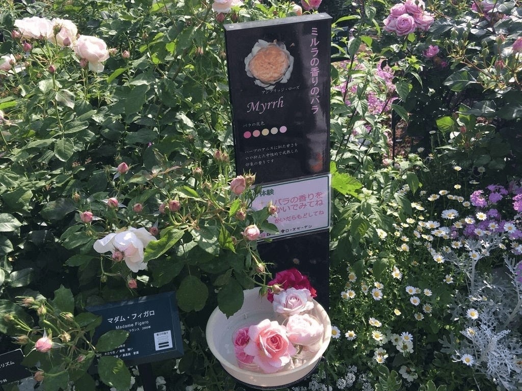 ドライガーデンお買い得⑤点SET❗️】 まぶしく ※ご予算からも受付中❗️ 