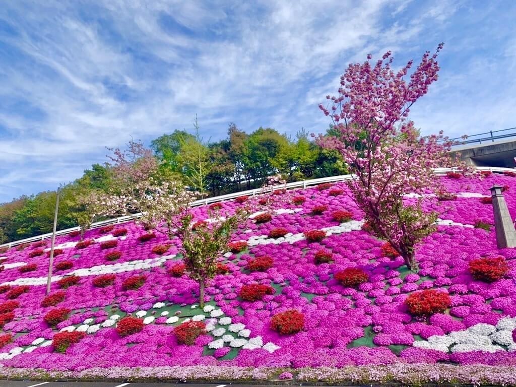 22年 中国 四国 九州の芝桜おすすめ名所23選 見頃や開花情報も Recotrip レコトリップ 22年 中国 四国 九州の芝桜おすすめ名所23選 見頃や開花情報も Recotrip レコトリップ
