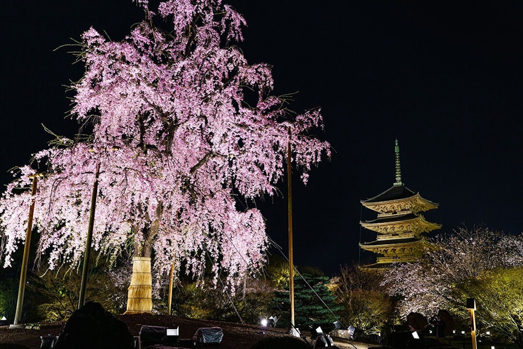 22年 関西のおすすめ花見スポット 桜の名所選 見頃や開花情報も Recotrip レコトリップ