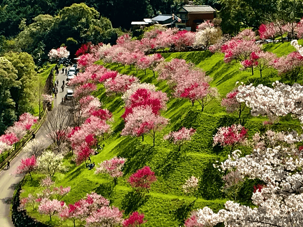 桜の開花特集 日本が誇る美しい桜の名所19選 Recotrip レコトリップ