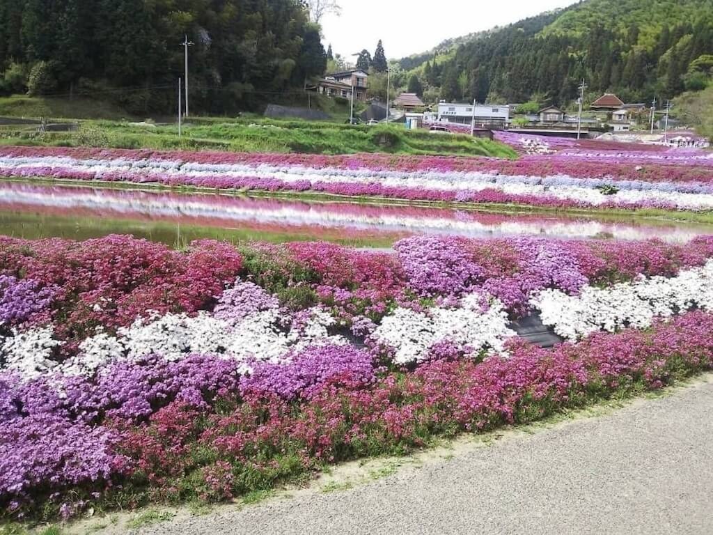 22年 中国 四国 九州の芝桜おすすめ名所23選 見頃や開花情報も Recotrip レコトリップ 22年 中国 四国 九州の芝桜おすすめ名所23選 見頃や開花情報も Recotrip レコトリップ