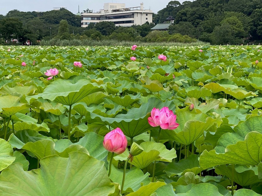 21年版 夏の水辺を彩る蓮 ハス 関東の名所 見頃時期 アクセスを紹介 Recotrip レコトリップ