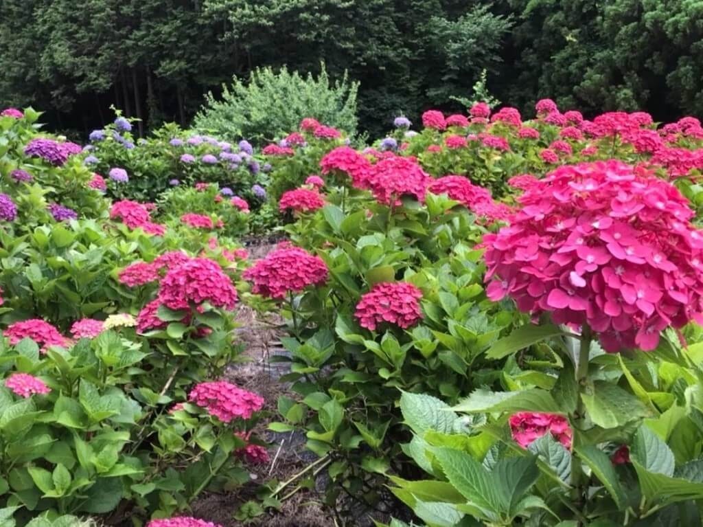 22年 関東の紫陽花 あじさい の名所選 見頃や開花情報も Recotrip レコトリップ 22年 関東の紫陽花 あじさい の名所選 見頃や開花情報も Recotrip レコトリップ