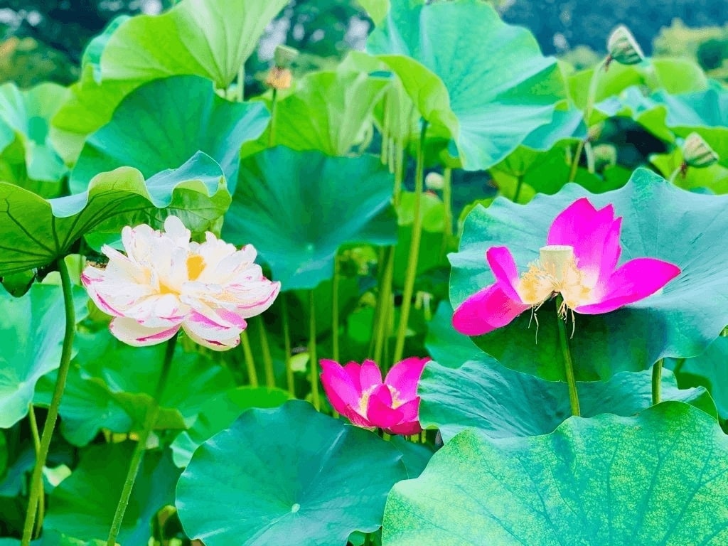 22年版 全国のおすすめ蓮 ハス スポット39選 見頃やイベントをご紹介 Recotrip レコトリップ