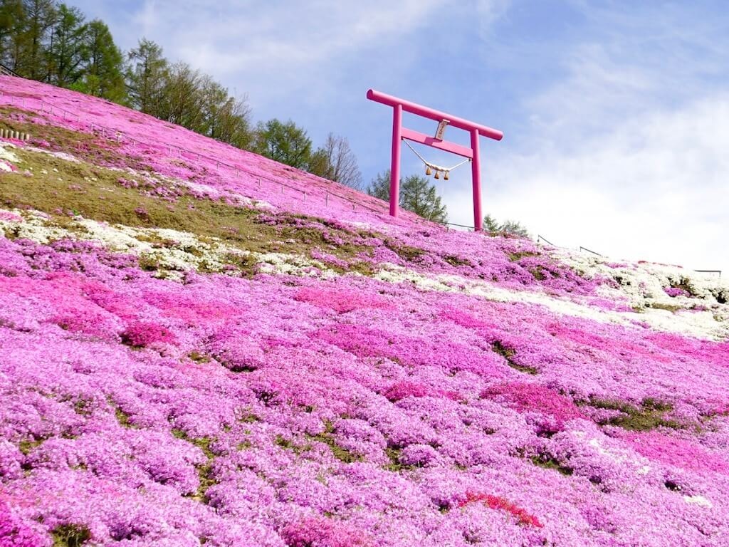 22年 北海道 東北 関東の芝桜おすすめスポット23選 見頃や開花情報も Recotrip レコトリップ