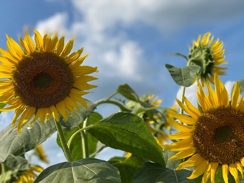 22年 東京 関東のひまわり畑23選 見頃時期やイベント情報も Recotrip レコトリップ