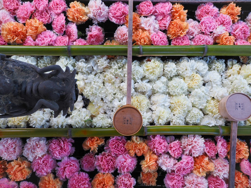 21年版 京都の西山で初夏の新緑ハイキング Recotrip レコトリップ