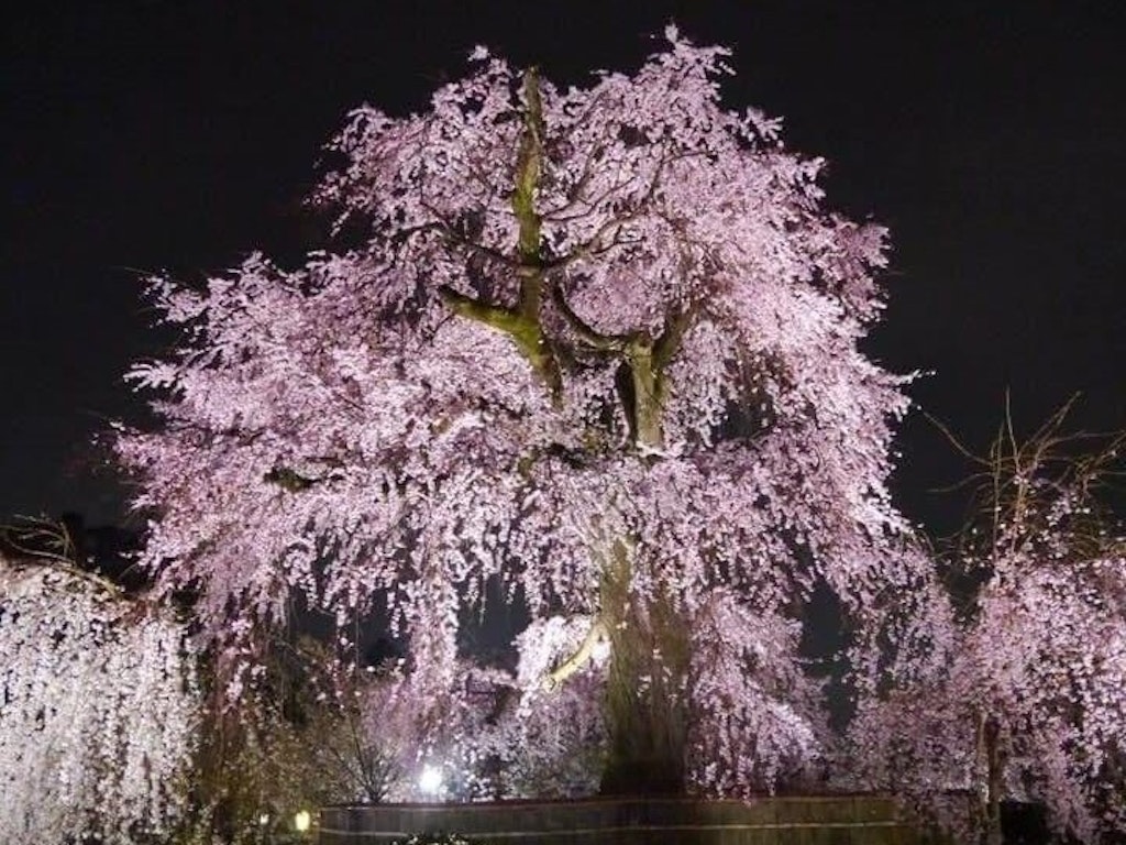 22年 関西のおすすめ花見スポット 桜の名所選 見頃や開花情報も Recotrip レコトリップ