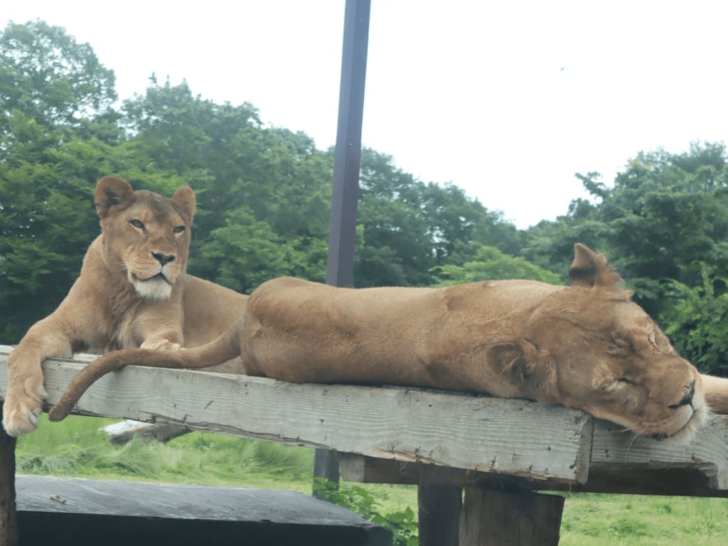 2024年】関東のおすすめ動物園33選《サファリパークや触れ合いイベントも！》｜RECOTRIP（レコトリップ）