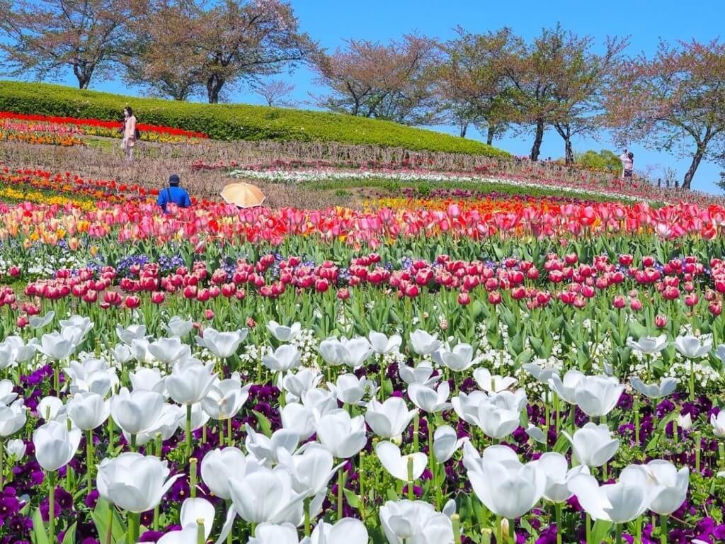 22年 日本全国のチューリップの名所30選 見頃 開花情報も Recotrip レコトリップ