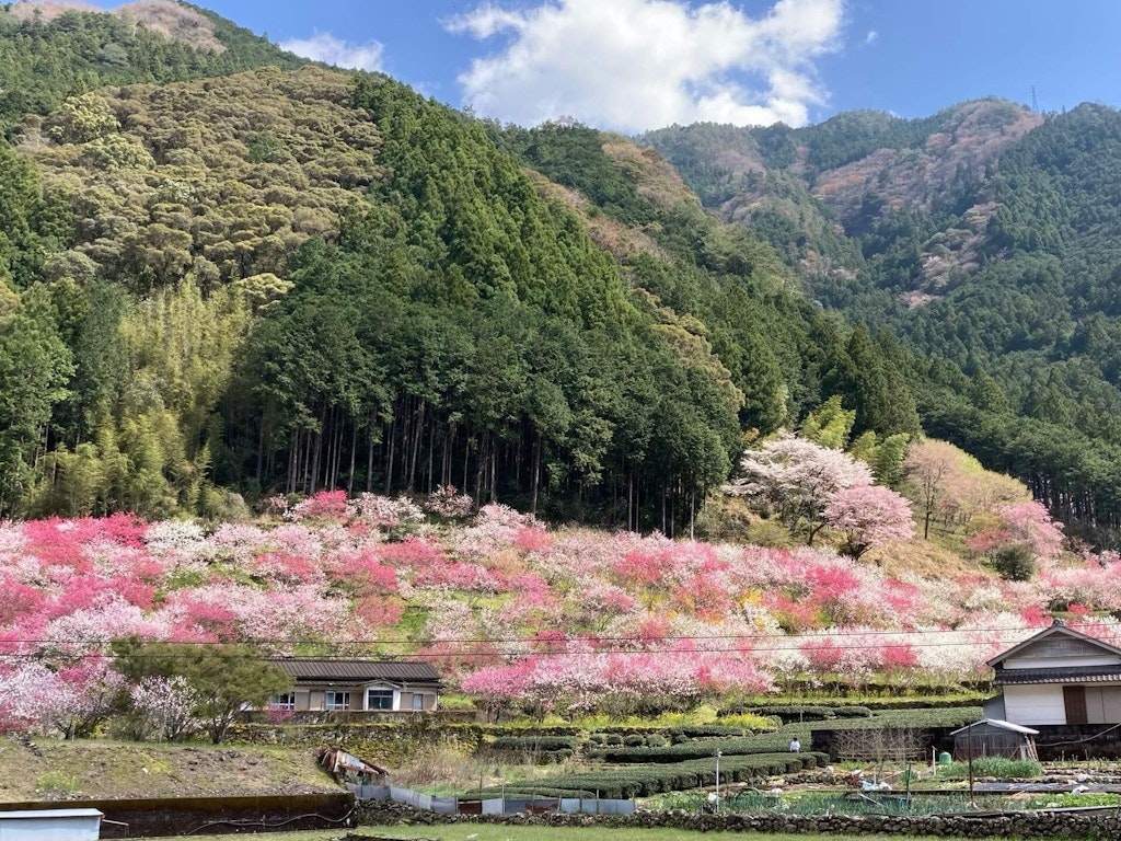 全国版 花桃 桃の花 の名所11選 22年の開花時期や見頃はいつ Recotrip レコトリップ