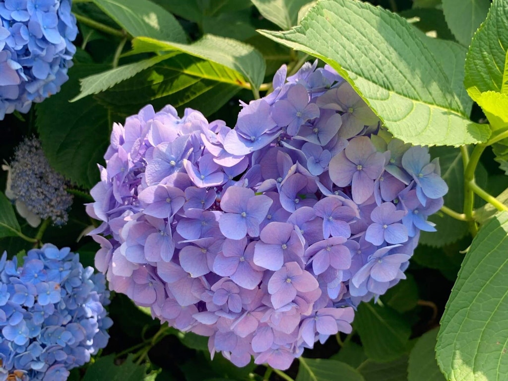 22年 東京の紫陽花 あじさい の名所16選 見頃や穴場も Recotrip レコトリップ