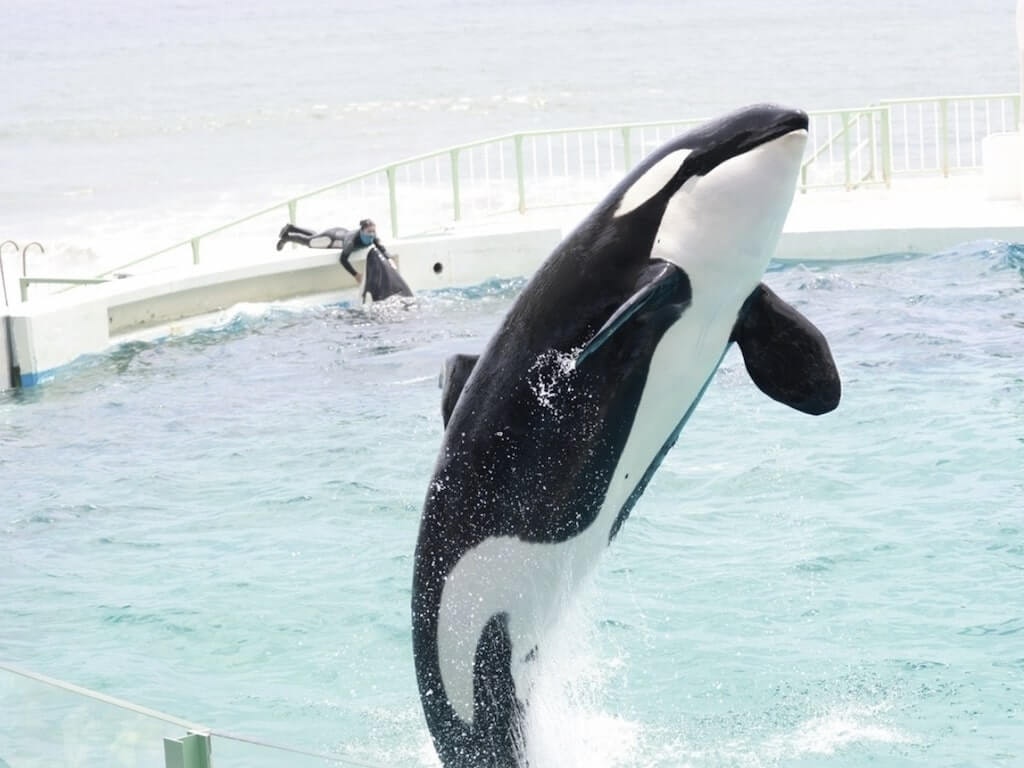 22年 全国の水族館おすすめスポット40選 デート先にも Recotrip レコトリップ