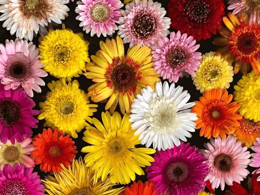 22年 全国のガーベラのおすすめスポット8選 花畑から神社などのパワースポットも Recotrip レコトリップ