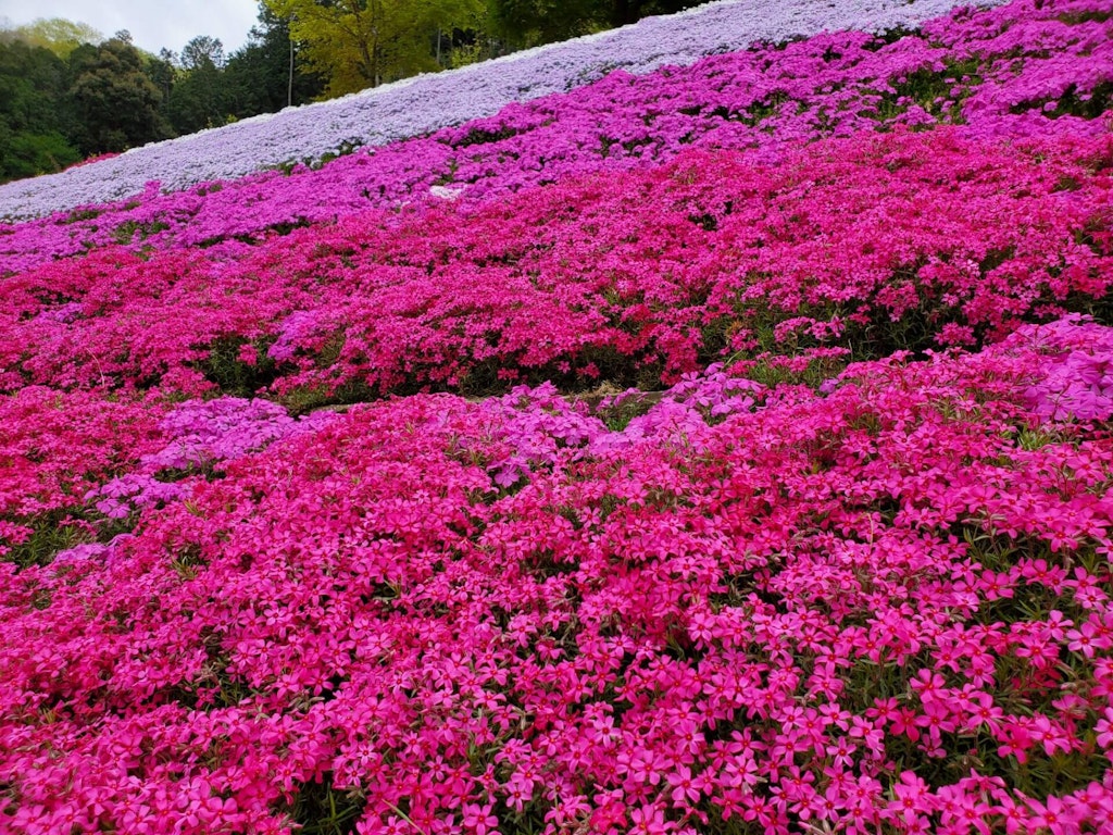 22年 中部 関西地方の芝桜おすすめ名所25選 見頃や開花情報も Recotrip レコトリップ