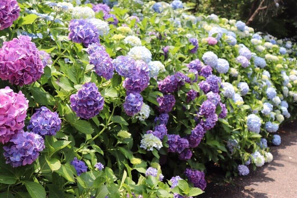 22年 関西の紫陽花 あじさい 名所 穴場16選 見頃や開花情報も Recotrip レコトリップ