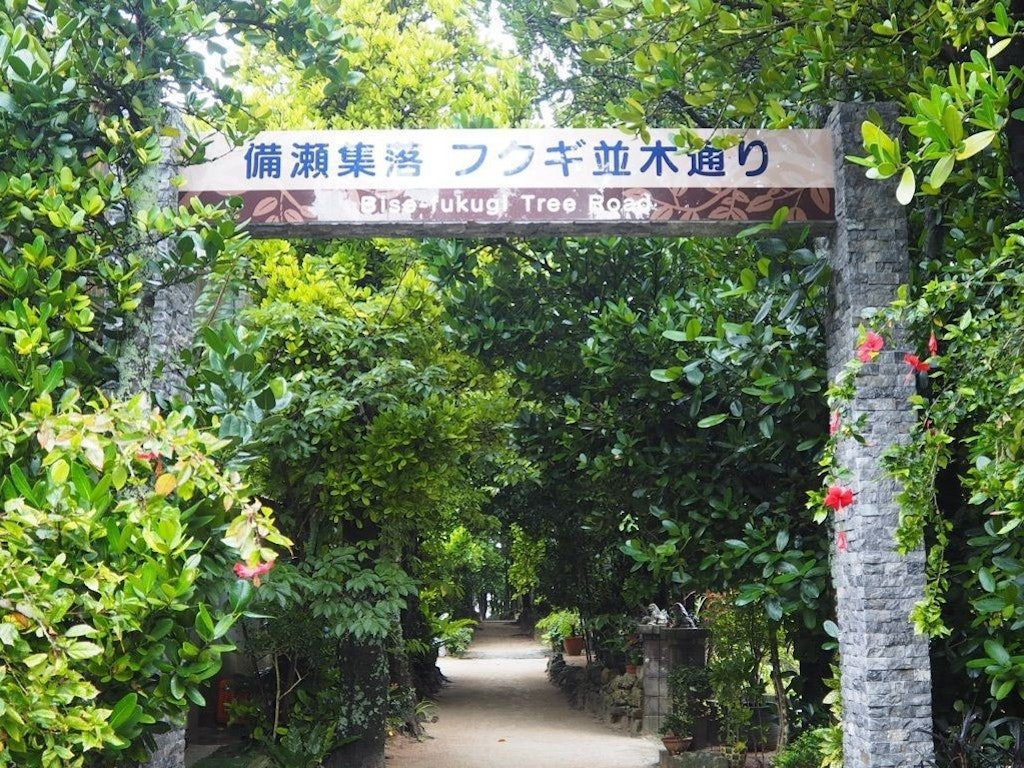 沖縄 備瀬のフクギ並木 は木漏れ日が差す癒しのパワースポット 水牛にも乗れる美ら海水族館から5分の名所 Recotrip レコトリップ 沖縄 備瀬のフクギ並木 は木漏れ日が差す癒しのパワースポット 水牛にも乗れる美ら海水族館から5分の名所 Recotrip レコトリップ