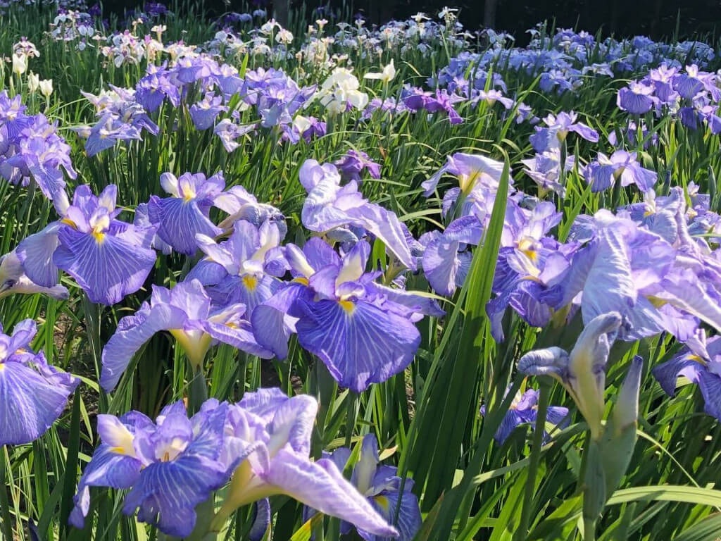 22年 全国で花菖蒲やアヤメが見られるスポット41選 梅雨時も楽しもう Recotrip レコトリップ