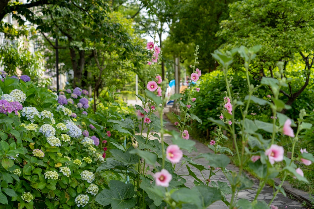 21年版 隅田公園の紫陽花を効率よくまわる歩き方 Recotrip レコトリップ