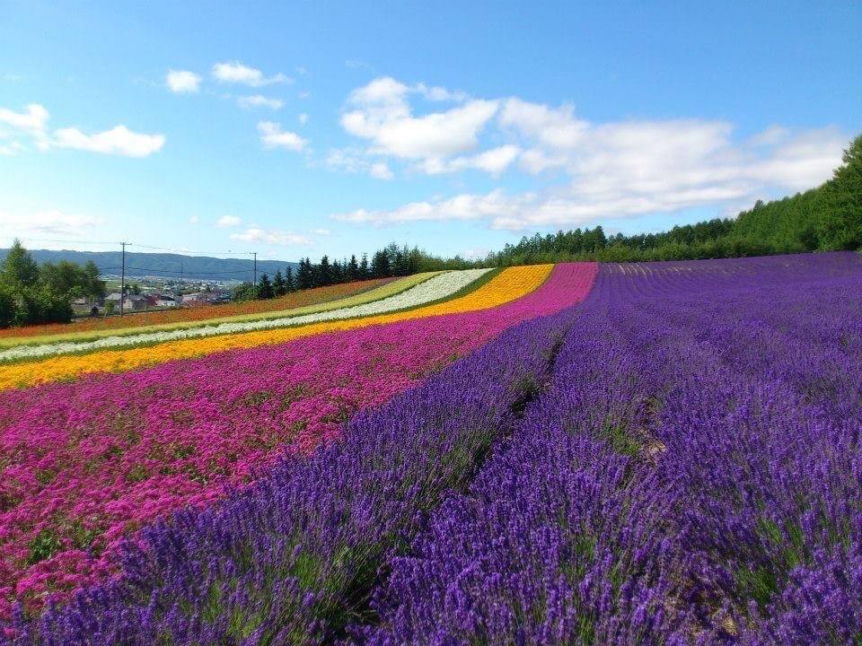 22年 全国のラベンダー鑑賞スポット29選 見頃時期やイベント情報も紹介 Recotrip レコトリップ