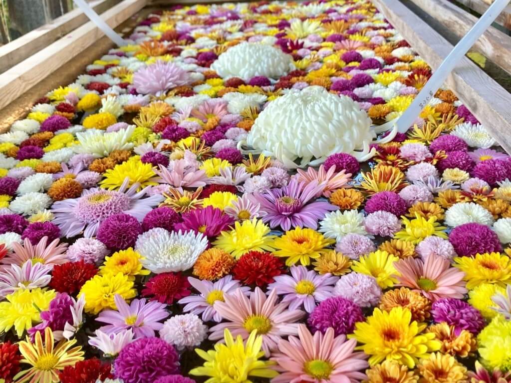 ⚠️庭の花様ご連絡ページ⚠️ あたえる 